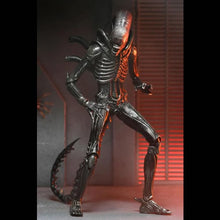 Load image into Gallery viewer, Alien: Romulus 7" Scale Figures - Ultimate Xenomorph XX121 Maple and Mangoes