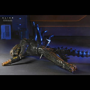 Alien: Romulus 7" Scale Figures - Deluxe Suspended Lab Xenomorph XX121 Maple and Mangoes